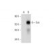 Sck Antibody (E-3) - Western Blotting - Image 325149 