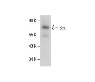 Sck Antibody (E-3) - Western Blotting - Image 325251 
