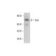 Sck Antibody (E-3) - Western Blotting - Image 325251 
