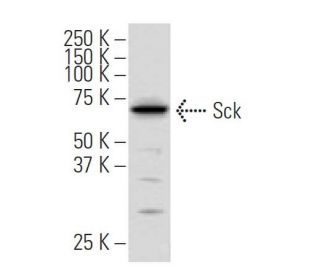 Sck Antibody (R12.1) - Western Blotting - Image 34227 