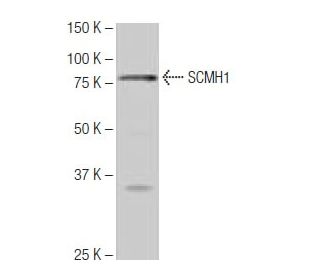 SCMH1 Antibody (7-RY14) - Western Blotting - Image 65122