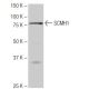 SCMH1 Antibody (7-RY14) - Western Blotting - Image 65122