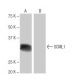 SCML1 Antibody (8-RY28) - Western Blotting - Image 65124
