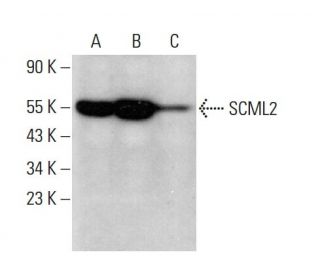 SCML2 Antibody (C-12) - Western Blotting - Image 384333 