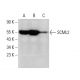 SCML2 Antibody (C-12) - Western Blotting - Image 384333 