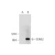 SCML2 Antibody (C-7) - Western Blotting - Image 304363 