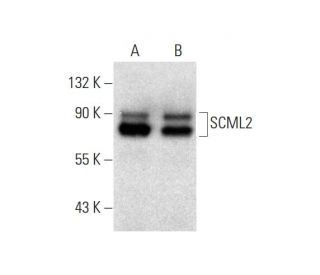 SCML2 Antibody (F-7) - Western Blotting - Image 130116 