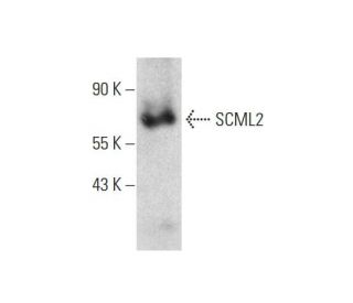 SCML2 Antibody (G-1) - Western Blotting - Image 131211 