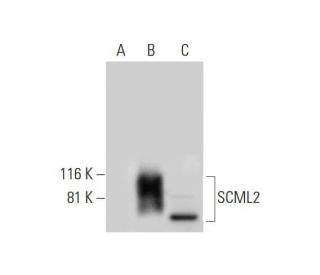 SCML2 Antibody (H-3) - Western Blotting - Image 294415