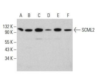 SCML2 Antibody (H-4) - Western Blotting - Image 382833 