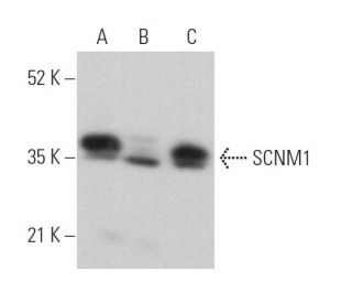 SCNM1 Antibody (A-6) - Western Blotting - Image 371301 