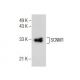 SCNM1 Antibody (F-9) - Western Blotting - Image 155630