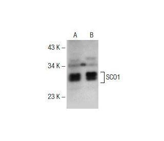 SCO1 Antibody (B-1) - Western Blotting - Image 141292 