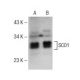 SCO1 Antibody (B-1) - Western Blotting - Image 141292 