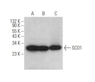 SCO1 Antibody (B-9) - Western Blotting - Image 372457 