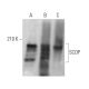 SCOP Antibody (H-3) - Western Blotting - Image 367471