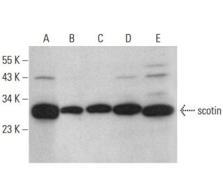 scotin Antibody (C-7) - Western Blotting - Image 376355 