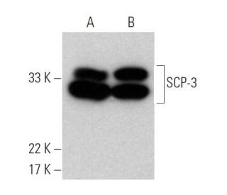 western blotting image from recommended SCP-3 (D-1) monoclonal antibody replacement. Image 370457