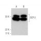 western blotting image from recommended SCP-3 (D-1) monoclonal antibody replacement. Image 370457