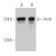 western blotting image from recommended Scrib (C-6) monoclonal antibody replacement. Image 361998
