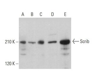 Scrib Antibody (D-2) - Western Blotting - Image 377025 