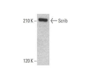 Scrib Antibody (D-8) - Western Blotting - Image 353269 