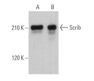 western blotting image from recommended Scrib (C-6) monoclonal antibody replacement. Image 361998