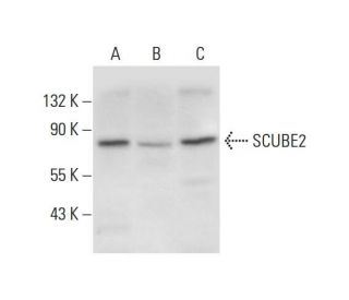 SCUBE2 Antibody (G-4) - Western Blotting - Image 306565