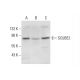 SCUBE2 Antibody (G-4) - Western Blotting - Image 306565