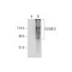 SCUBE3 Antibody (G-5) - Western Blotting - Image 326489