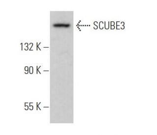 SCUBE3 Antibody (G-5) - Western Blotting - Image 371281 