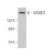 SCUBE3 Antibody (G-5) - Western Blotting - Image 371281 