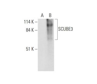 SCUBE3 Antibody (H-10) - Western Blotting - Image 326497