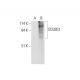 SCUBE3 Antibody (H-10) - Western Blotting - Image 326497