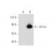 SCYL3 Antibody (E-7) - Western Blotting - Image 301345