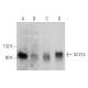 SCYL3 Antibody (E-7) - Western Blotting - Image 360112 