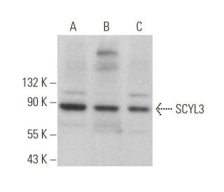 SCYL3 Antibody (G-8) - Western Blotting - Image 371983 