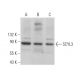 SCYL3 Antibody (G-8) - Western Blotting - Image 371983 