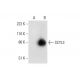 SCYL3 Antibody (G-9) - Western Blotting - Image 299315