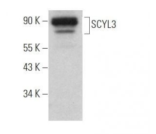 SCYL3 Antibody (G-9) - Western Blotting - Image 371984 