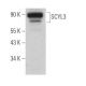 SCYL3 Antibody (G-9) - Western Blotting - Image 371984 