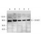 SDAD1 Antibody (C-12) - Western Blotting - Image 345914 