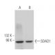 SDAD1 Antibody (C-12) - Western Blotting - Image 371068