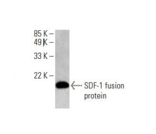 western blotting image from recommended SDF-1/CXCL12 (F-4) monoclonal antibody replacement. Image 393035