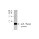 western blotting image from recommended SDF-1/CXCL12 (F-4) monoclonal antibody replacement. Image 393035