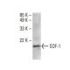 SDF-1/CXCL12 Antibody (F-4) - Western Blotting - Image 393034