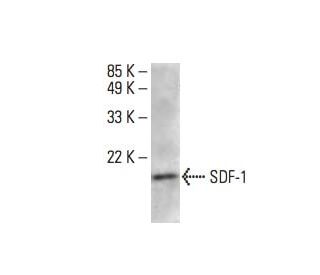 SDF-1/CXCL12 Antibody (F-4) - Western Blotting - Image 393034 