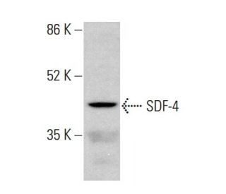 SDF-4 Antibody (E-12) - Western Blotting - Image 375574Each CRISPR/Cas9 Knockout (KO) Plasmid product consists of a pool of 3 plasmids designed to ensure identification and cleavage of a specific gene for maximum knockout efficiency. Each plasmid encodes a unique 20 nt sequence derived from the GeCKO (v2) library.