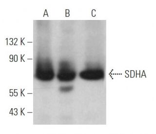 SDHA Antibody (B-1) - Western Blotting - Image 360521 