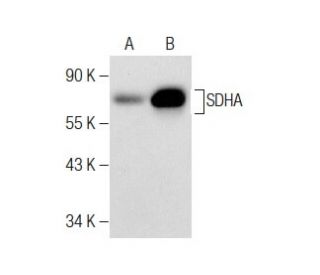 SDHA Antibody (C-8) - Western Blotting - Image 283423 